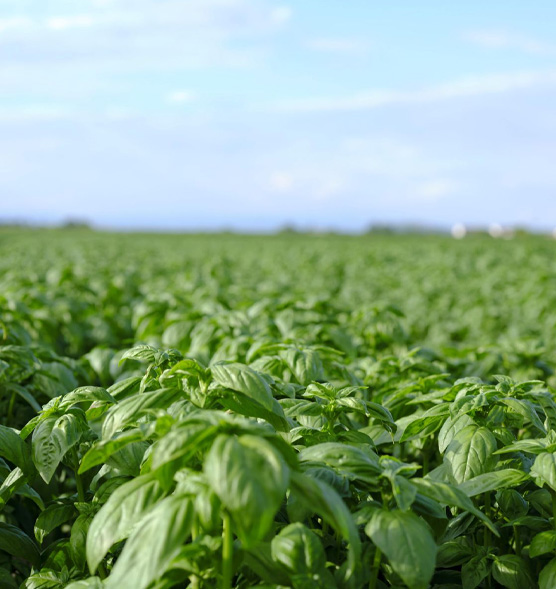 La filière Pesto de Basilic